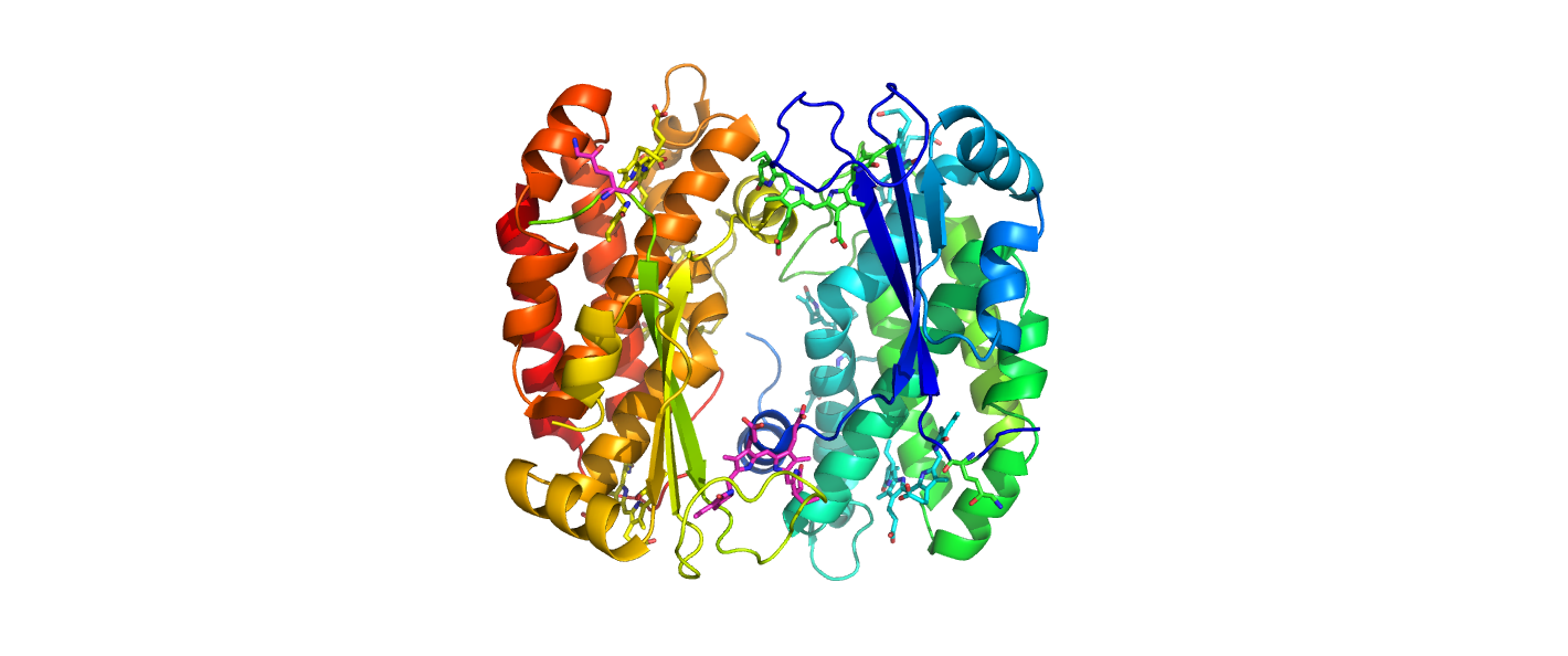 4LMX-PE555-H.Andersenii